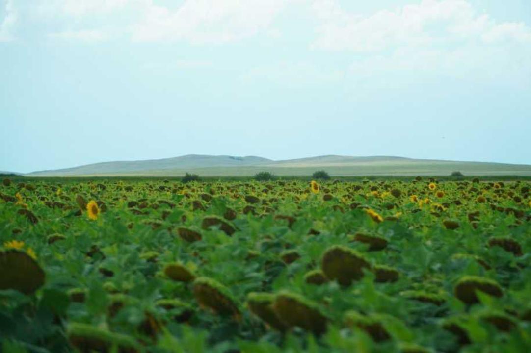 Егіс алқаптарын әртараптандыру қарқыны күшейді