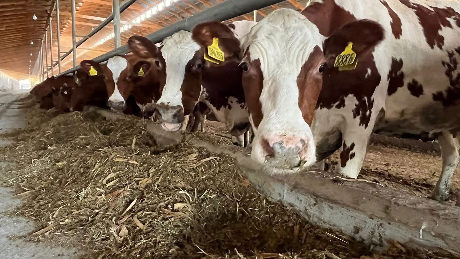 Түлкібастағы «Дар Арганик» қожалығы тәулігіне 2,5 тонна сүт өндіреді