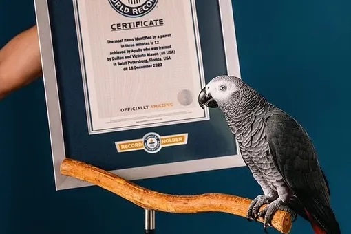 Рекордшы тотықұс