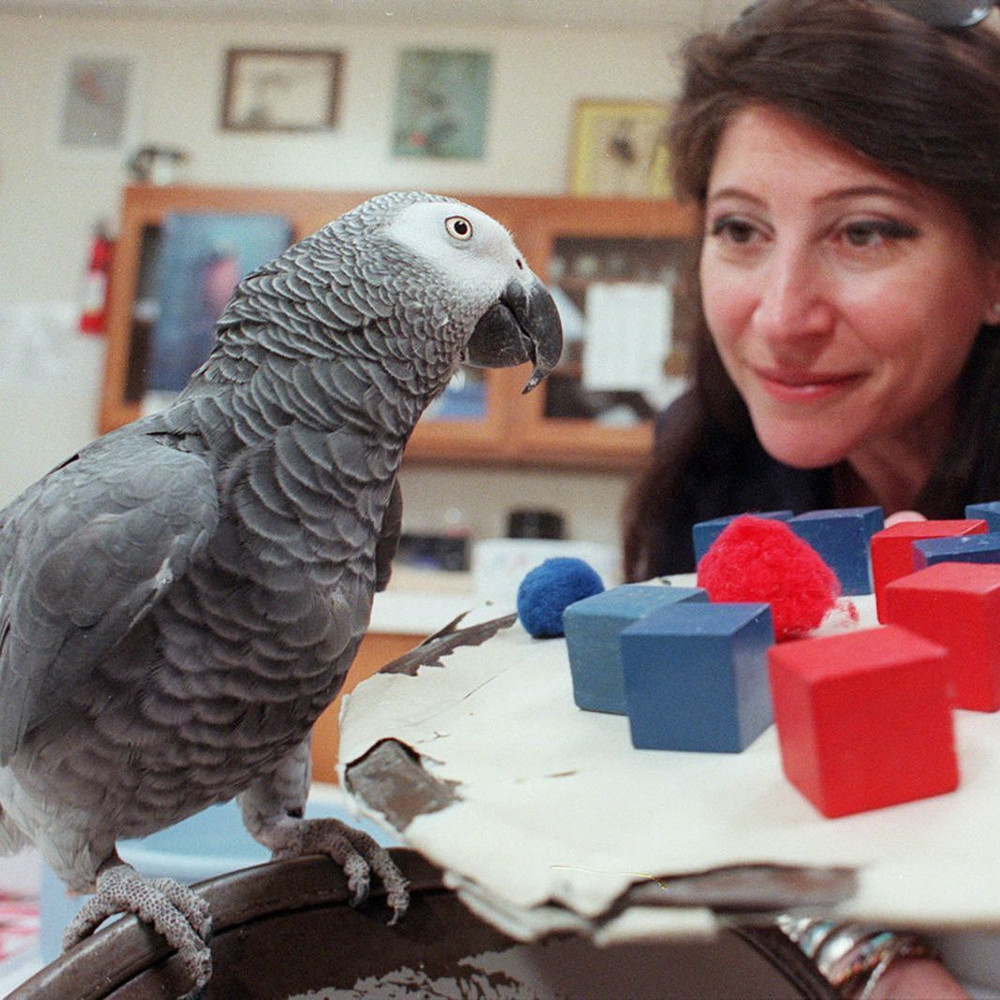 Сұрақ қойған тотықұс