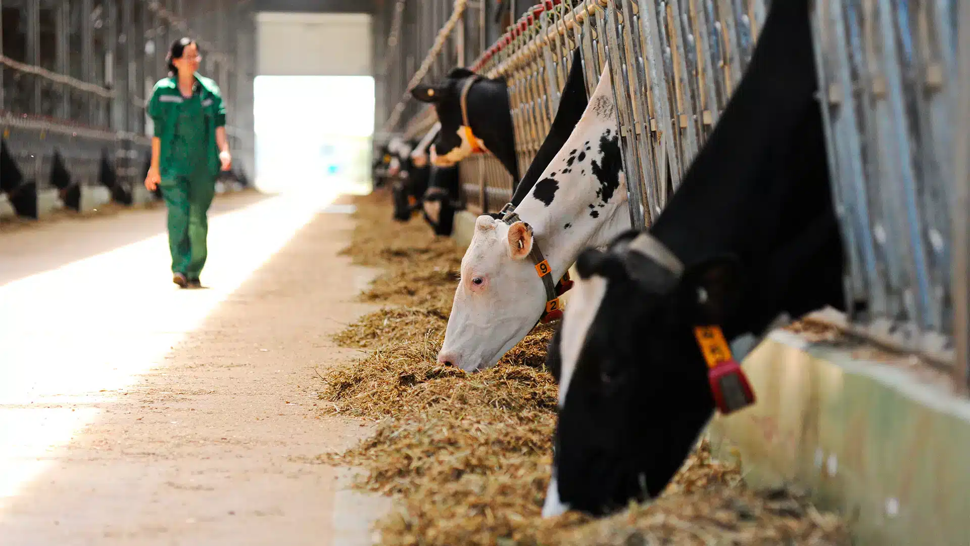 Ауыл шаруашылығы кәсіпорындары үшін онлайн-санақ кезеңі 20 қыркүйекке дейін ұзартылды