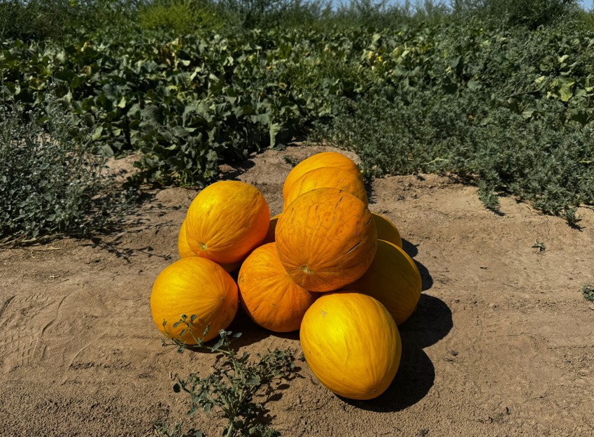 Шеңгелдінің қауыны-ай!