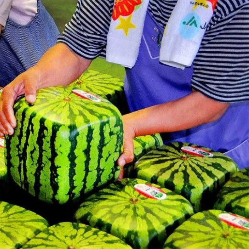 Төртбұрышты қарбыз