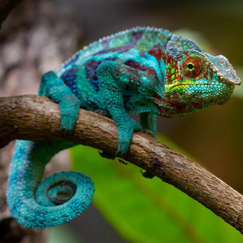 Хамелеон неге құбылады?