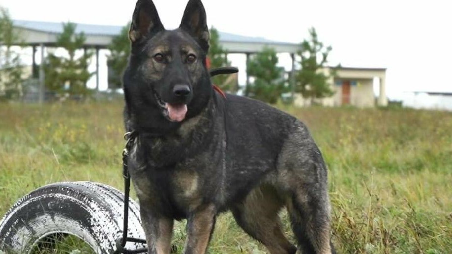 Үздік кинологтар Ұлттық ұланның біріншілігінде анықталады