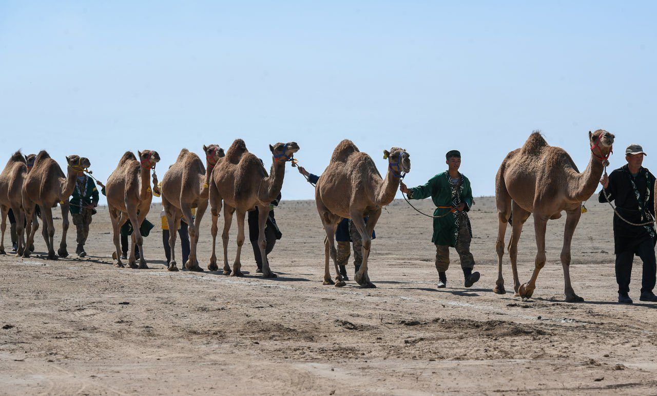 Әлемдегі ең үлкен түйе керуені Алматы облысында өтті