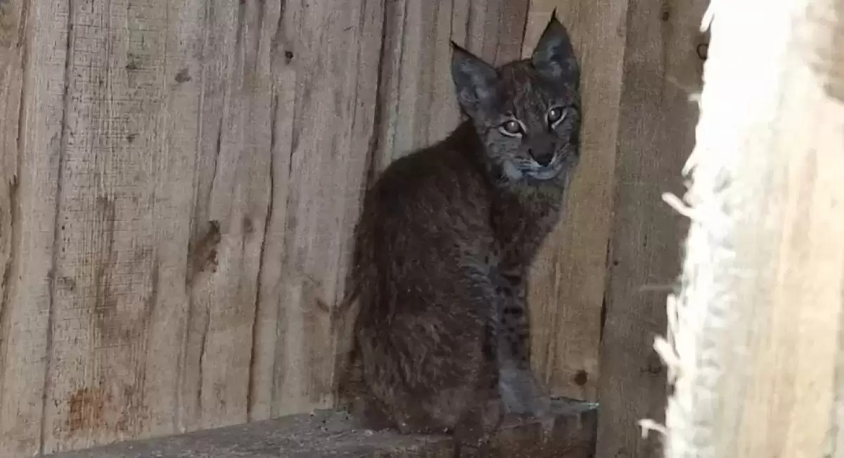 Ақмола облысындағы үй ауласында жабайы сілеусін жүр