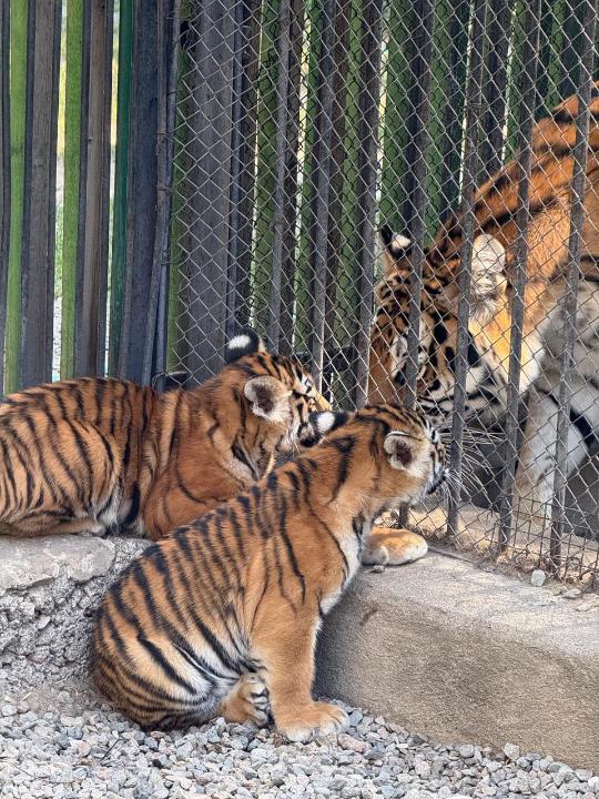 Амур жолбарысы күшіктеді