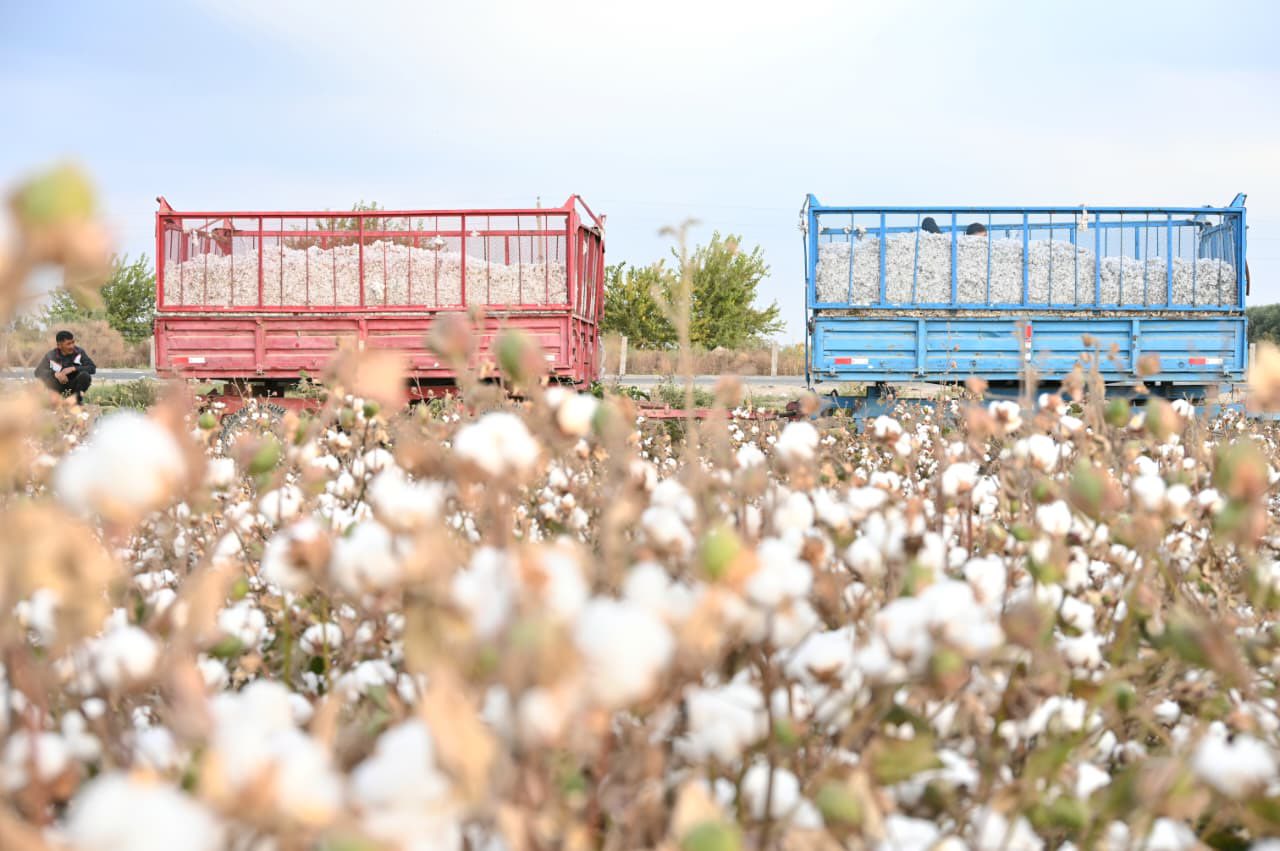 Жетісайда 106 мың тоннадан астам мақта жиналды