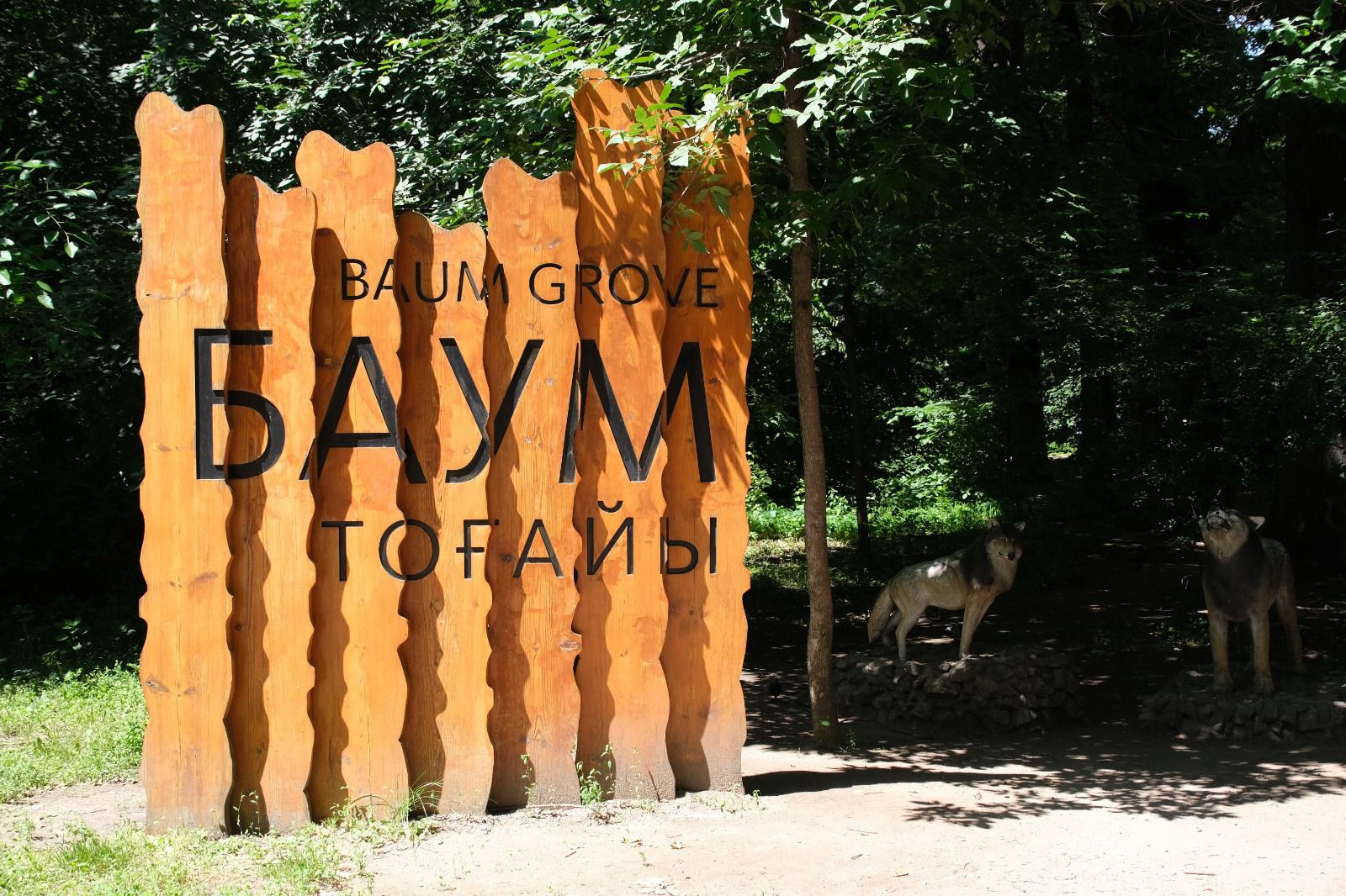 Баум тоғайында бірде-бір ағаш кесілмейді