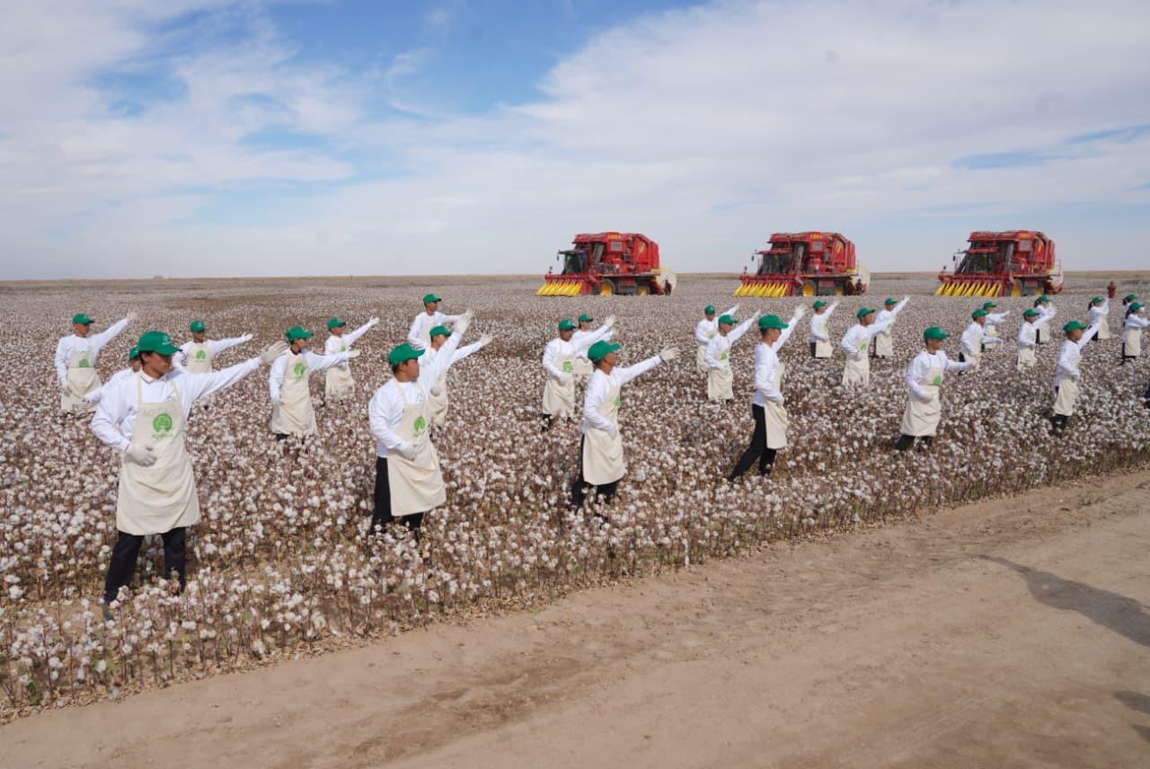 Түркістан облысында мақташылардың ауқымды фестивалі өтті