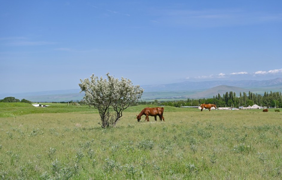 Жерді тиімді пайдаланудың өзектілігі