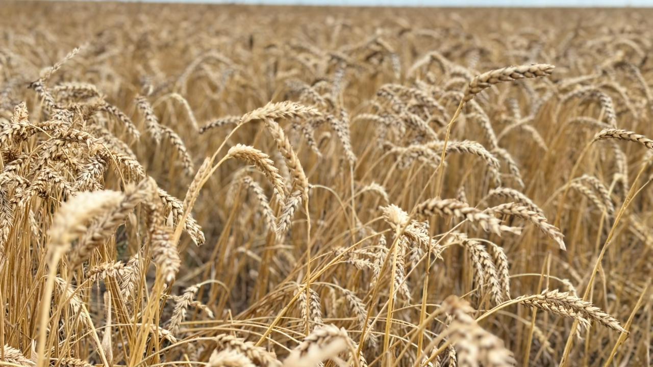 Елімізде 24,6 млн тонна астық бастырылды