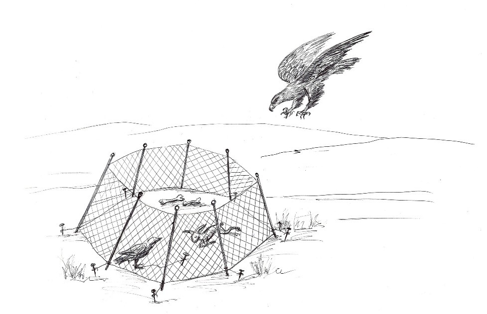 Тор құрып бүркіт ұстау