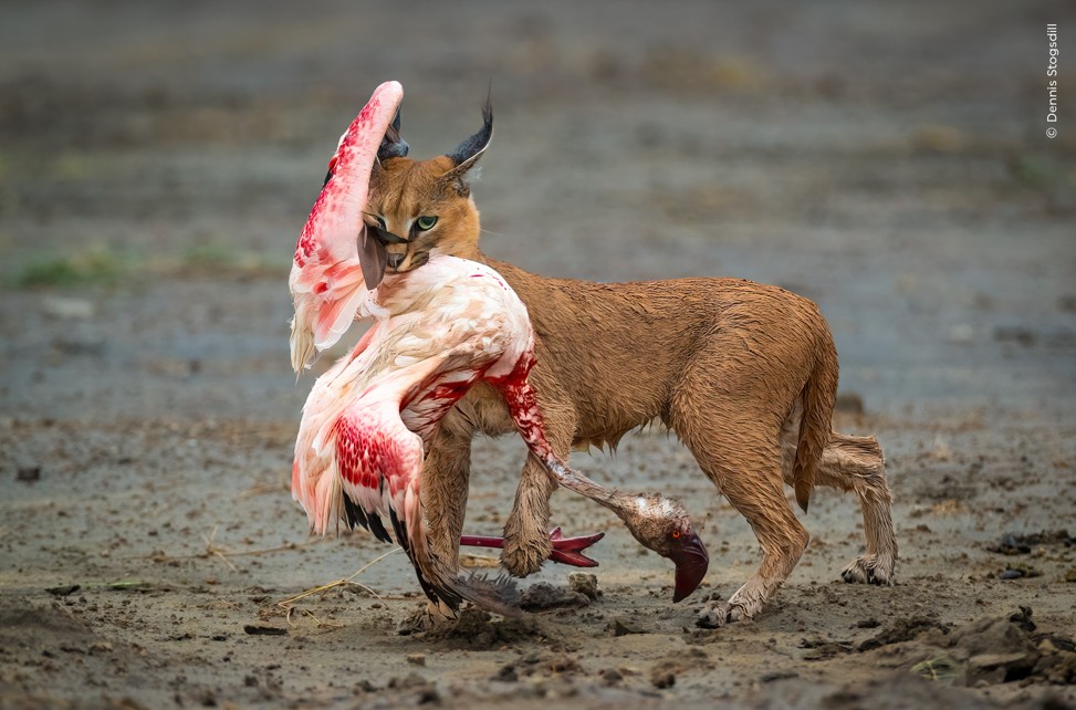 Мықтылар ғана қалады