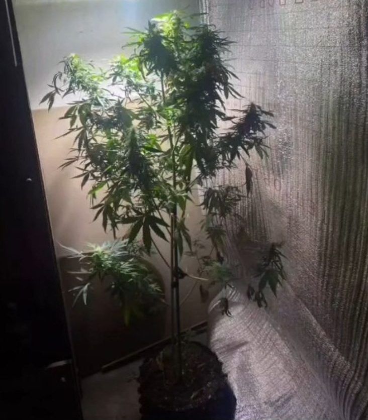 Шахтинскіде жасырын есірткі өсіретін лаборотория табылды