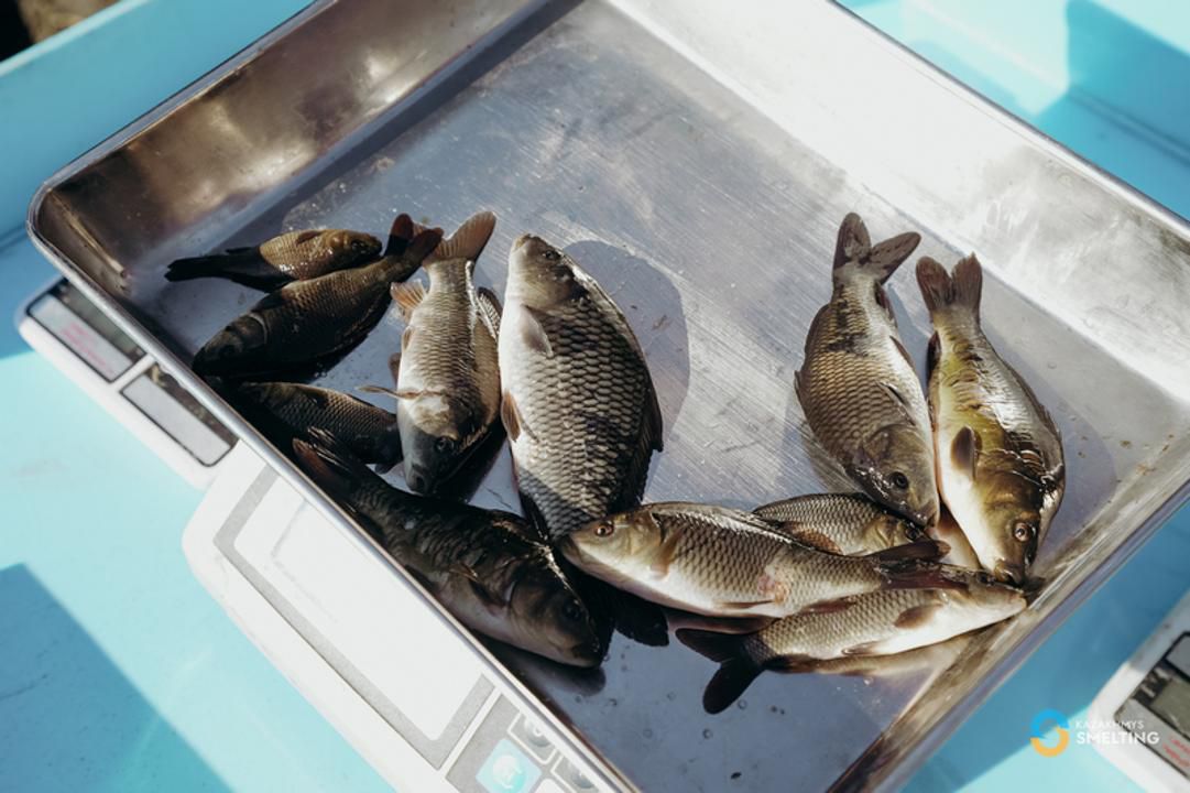 Балқаш көліне 125 мың сазан шабағы жіберілді