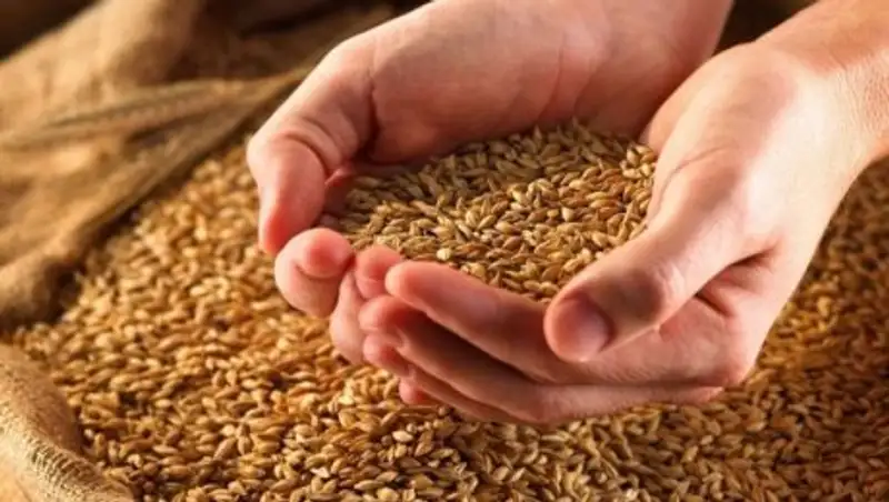 Диқандар биыл да рекордтық межені бағындырмақ