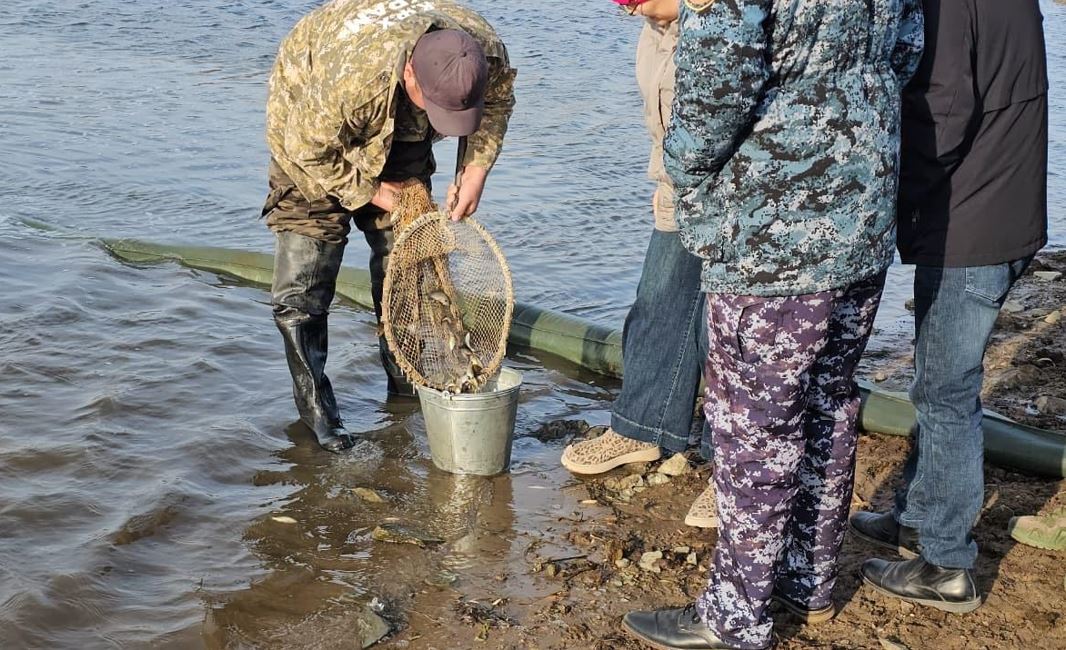 Сілеті өзеніне балық жіберілді