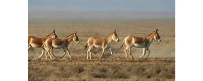 Құландардың саны қаншаға жетті?