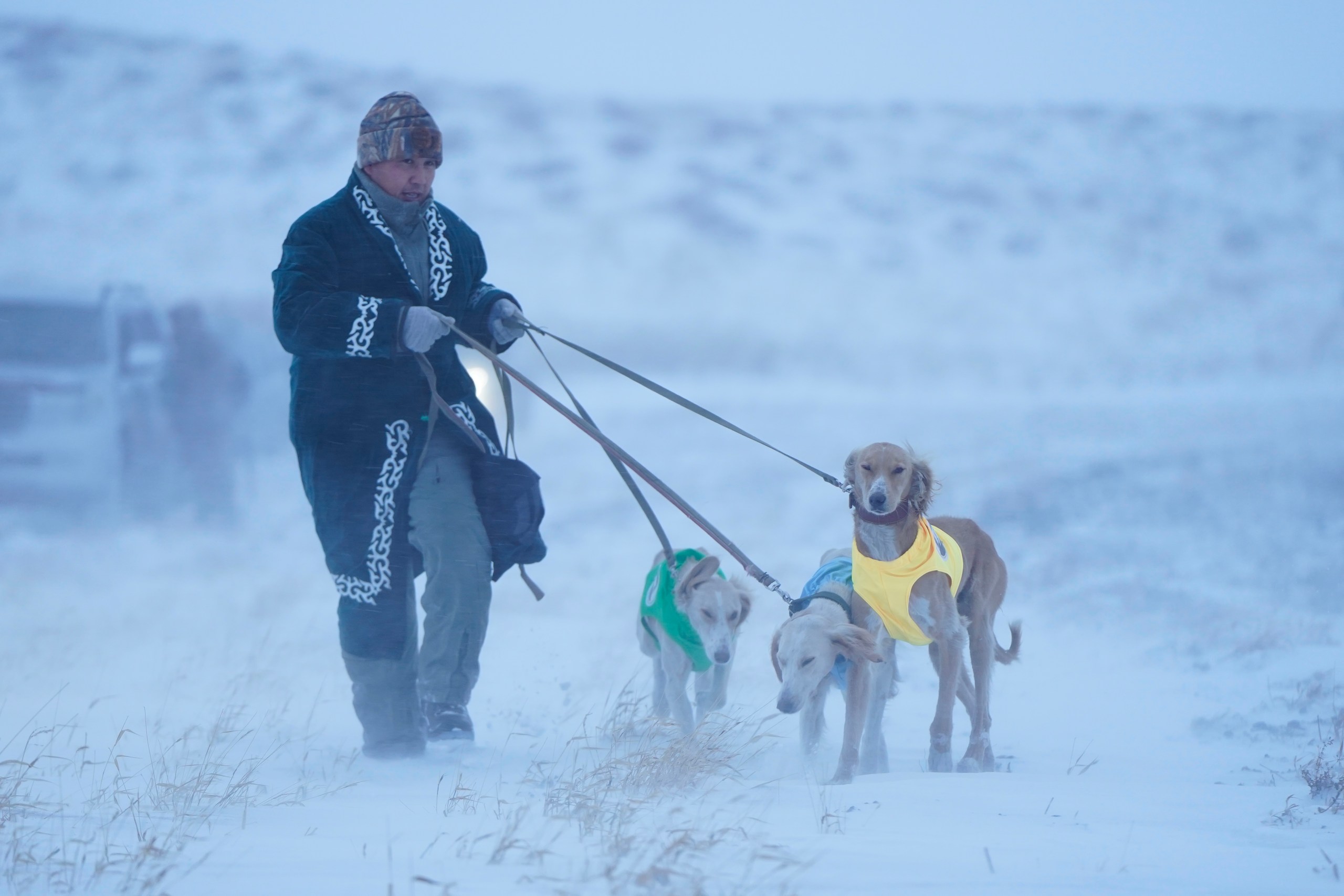 Қазақы тазы тұқымына арналған аңшылық сынақтар өтті