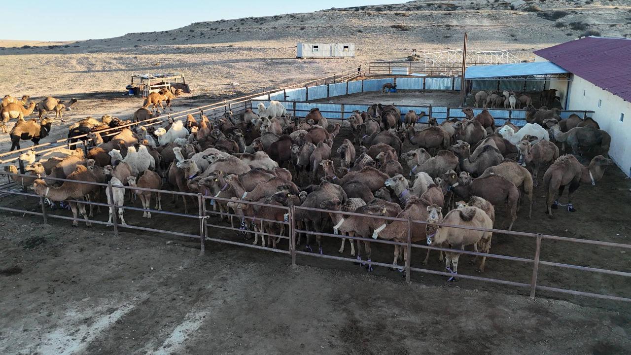 Маңғыстауда түйе сүтін өндіретін жаңа цех іске қосылды