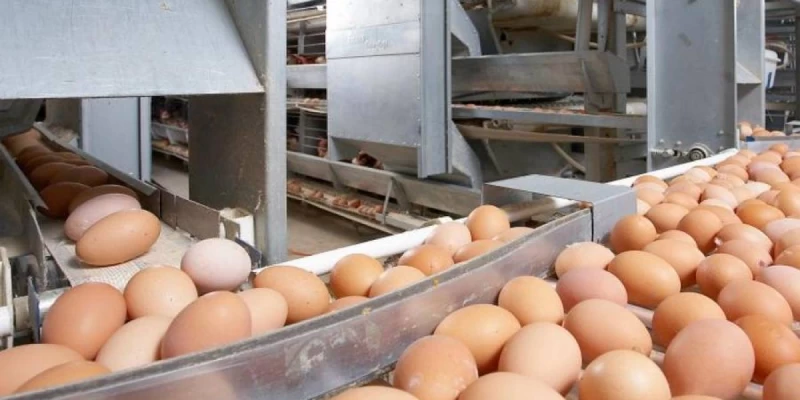 Ресейден заңсыз әкелінген тауық жұмыртқалары анықталған