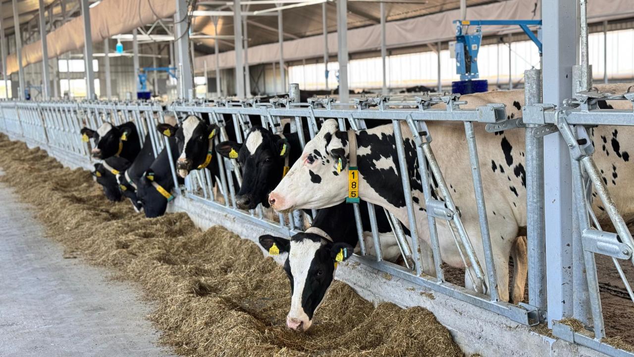 Қоймаға 40 млн тонна мал азығы жиналды