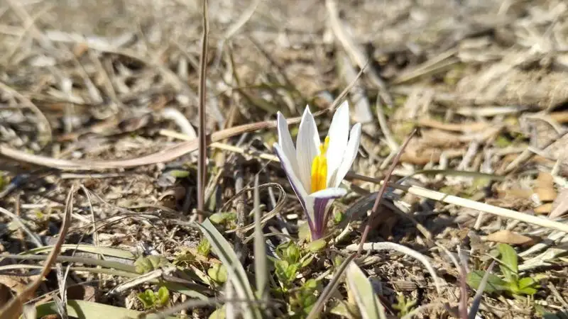 Іле Алатауында бәйшешек гүлдеді