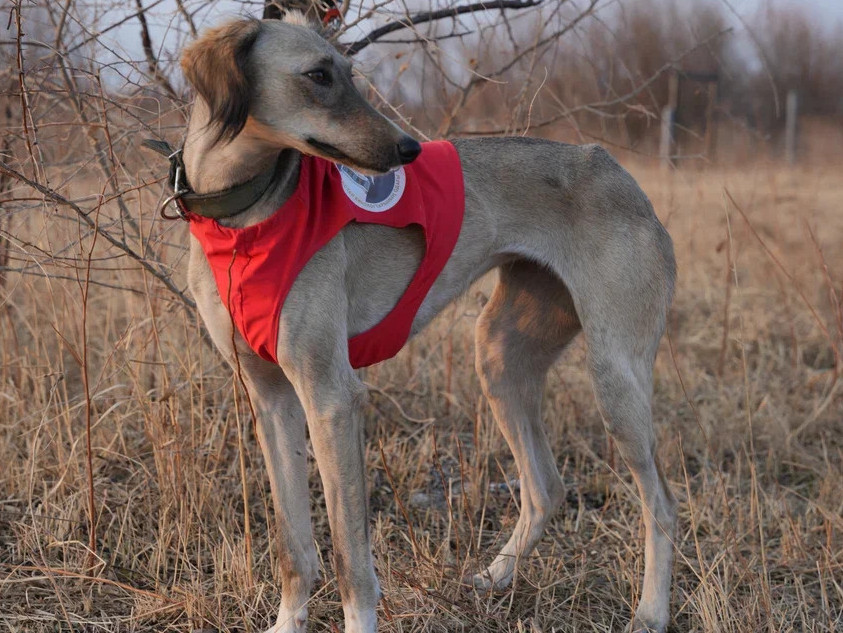 Кинологтар тазыны қоянға салып, сынап көрді