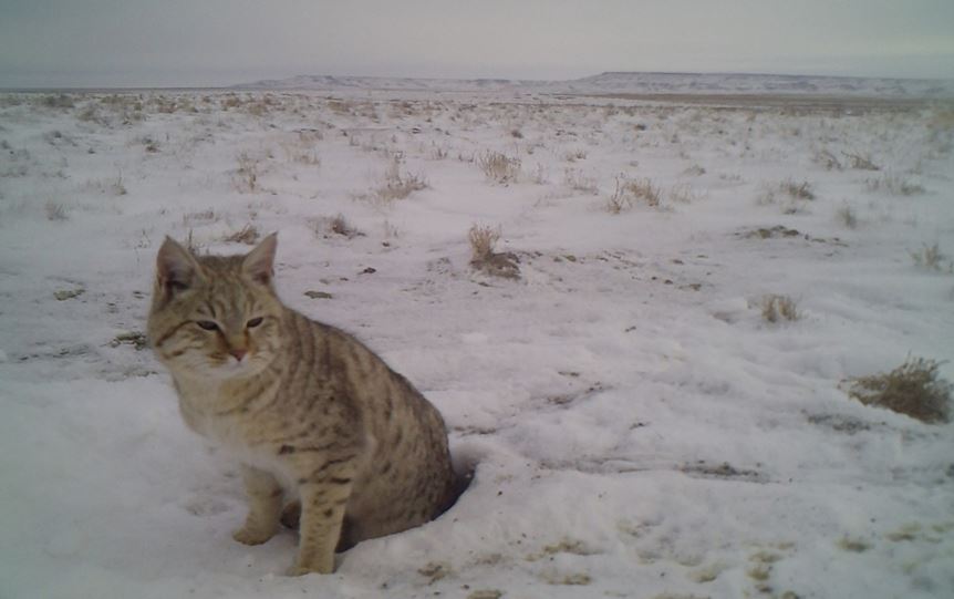 Үстіртте дала мысығы фототұзаққа түсіп қалды