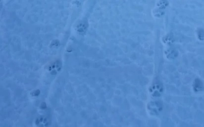 Алматы облысында қар барысының ізі анықталды