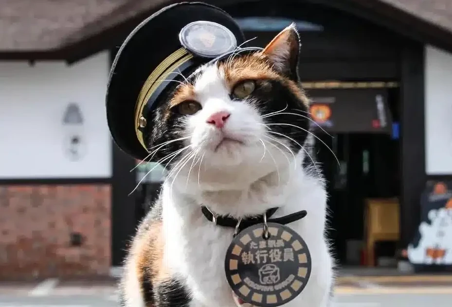 Жапониядағы станцияға мысық бастық тағайындалды