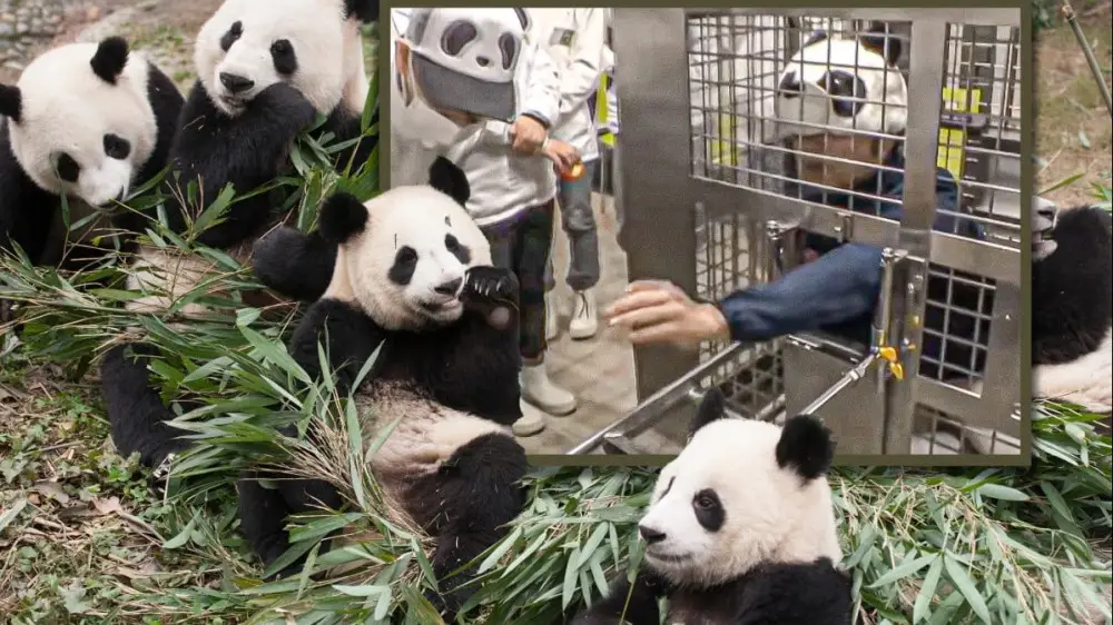 Жапонияда зообақ қызметкерлері аң костюмін киіп өнер көрсетті