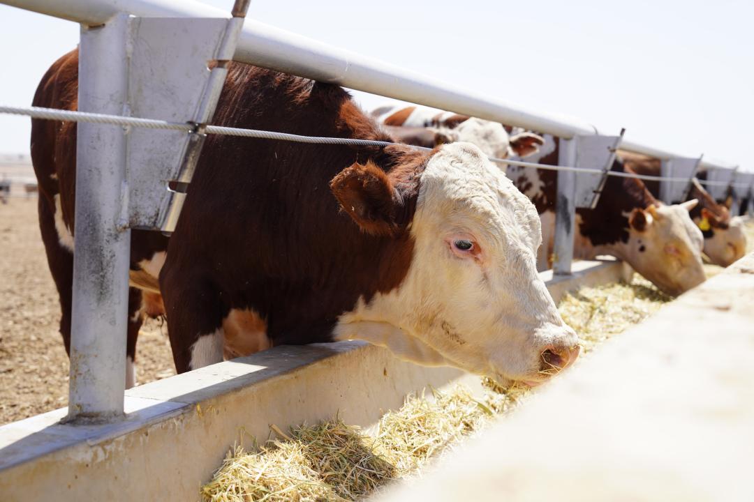 Елімізде мал өсірушілер одағы құрылып, жұмысын бастады