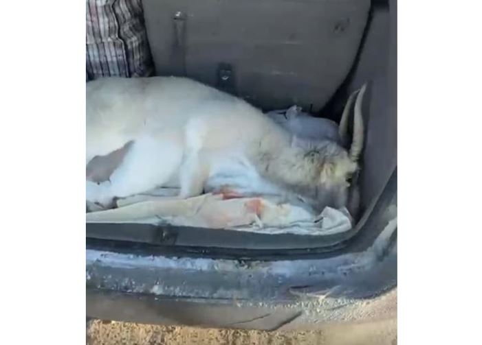 Қарағандыда жүргізуші көлігінен ақбөкеннің өлексесі табылды