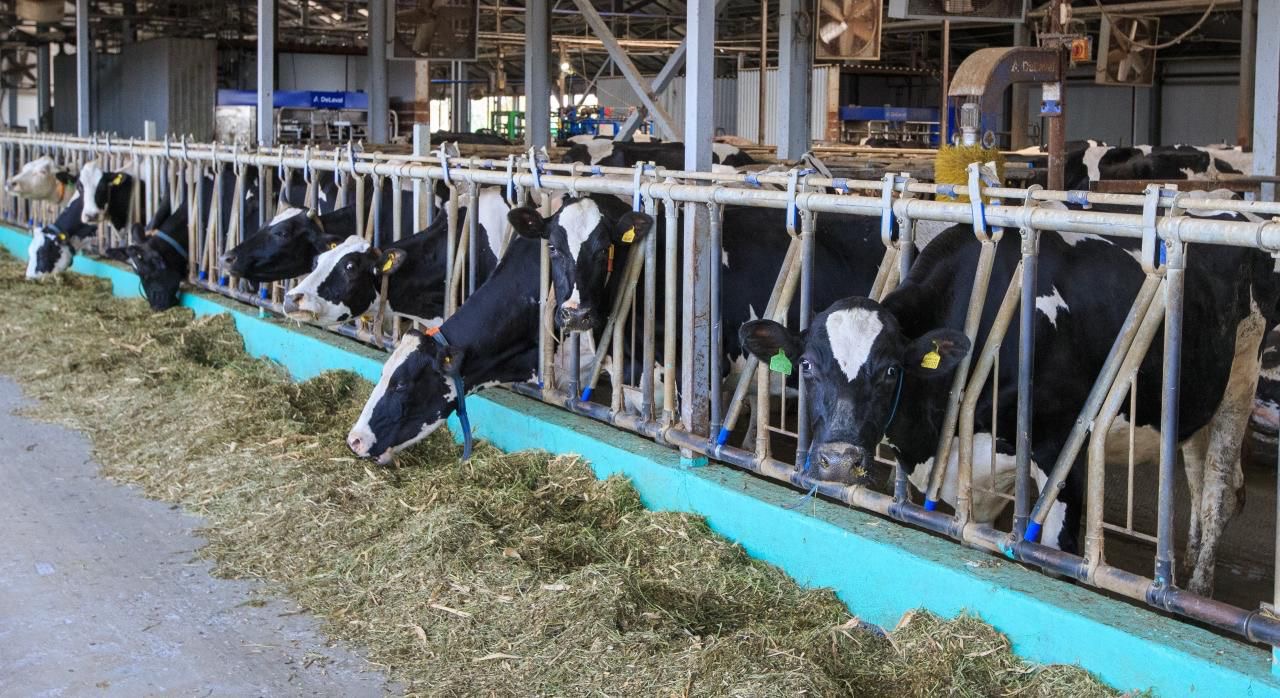 Жетісуда мал саны өскен