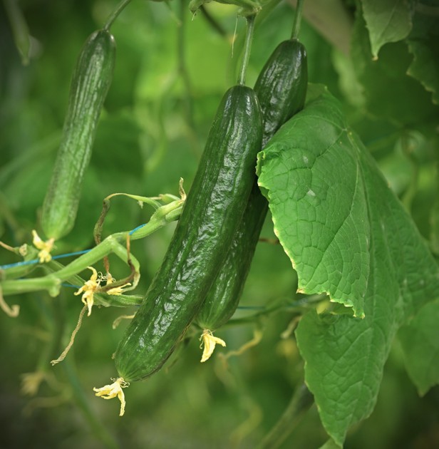 Шаруасы жайқалған жылыжай