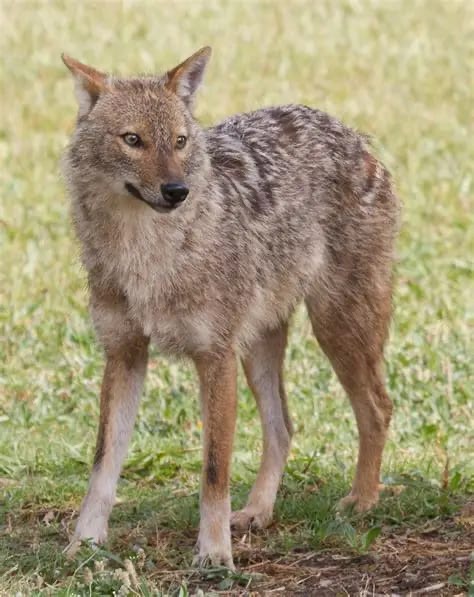 Сыр өңірінде шибөрі неге көбейді?