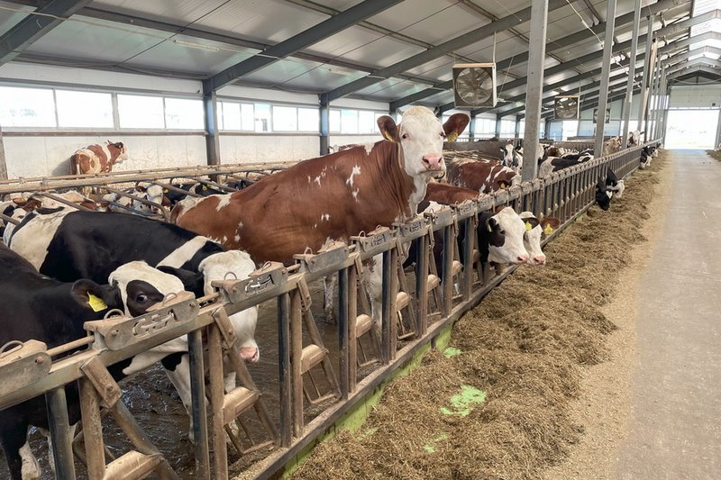 Мал шаруашылығында өсім бар