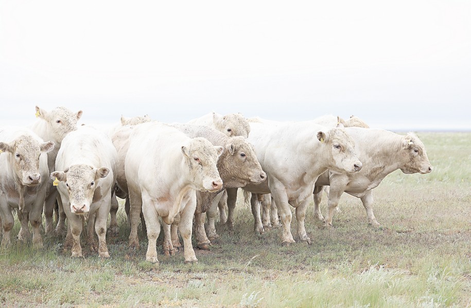Ет экспортына талап жоғары