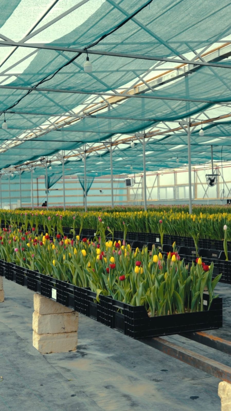 Атырауда қызғалдақ өсіріледі