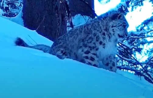 Сирек кадр: Алматы қорығында аландар көзге түсті