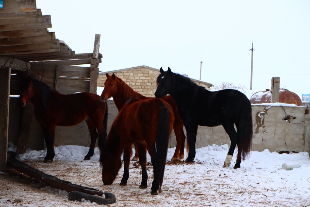 Шаруаларды шарасыз еткен...