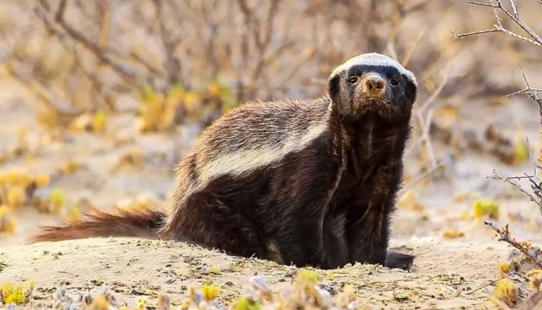 Үстірт қорығында сирек кездесетін жыртқыш аң көзге түсті