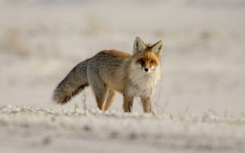 Ертістің ен тоғайына түлкі оралды