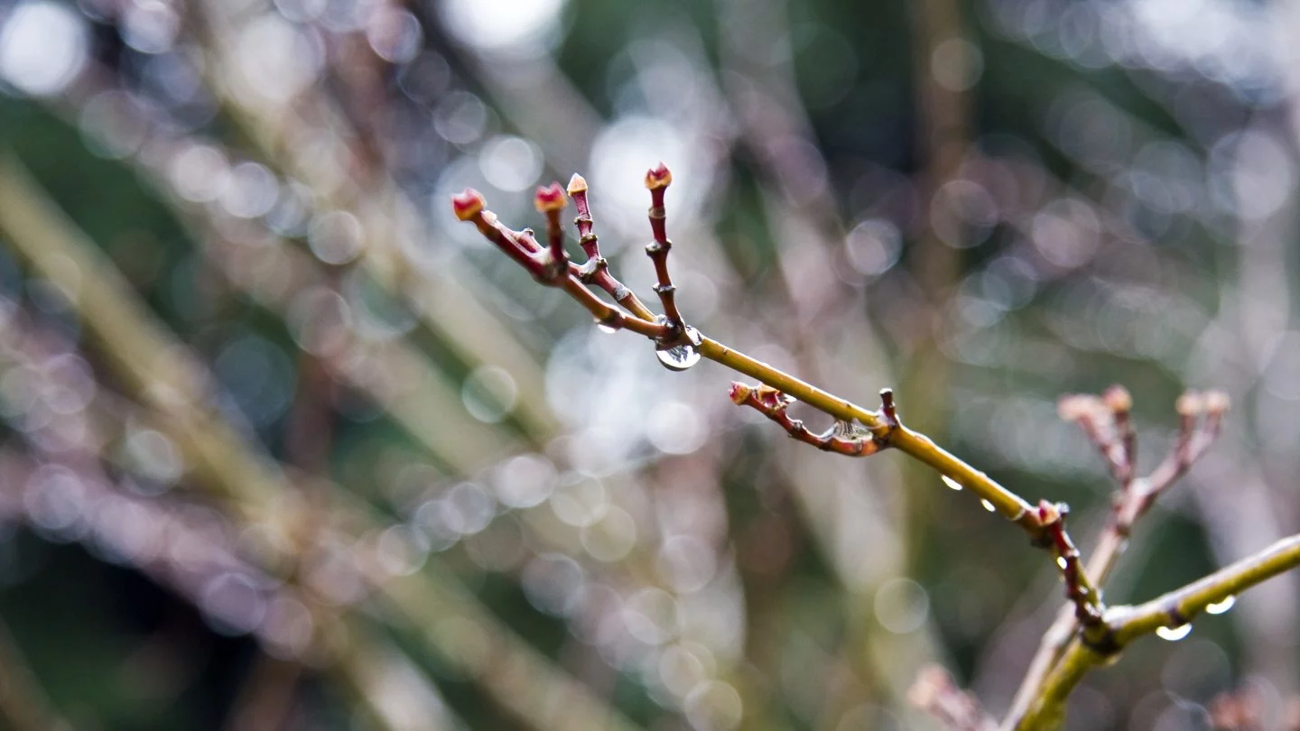 Көктайғақ және тұман: 18 наурызға арналған ауа райы болжамы