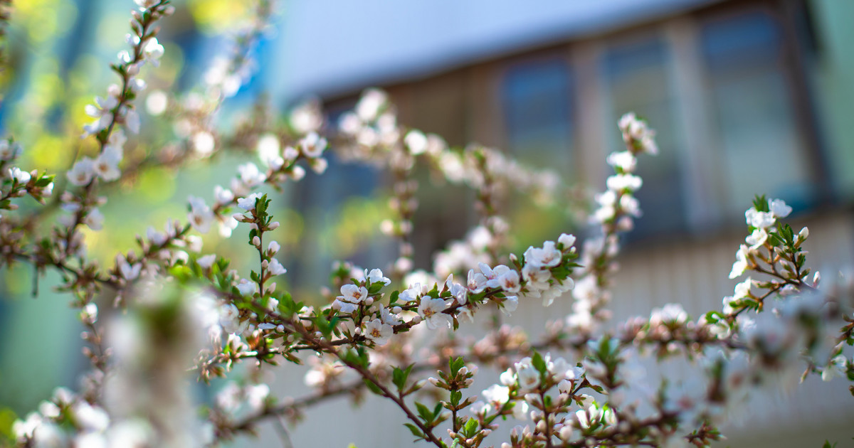 Шаңды дауыл, найзағай және өрт қаупі: 31 наурызға арналған ауа райы болжамы