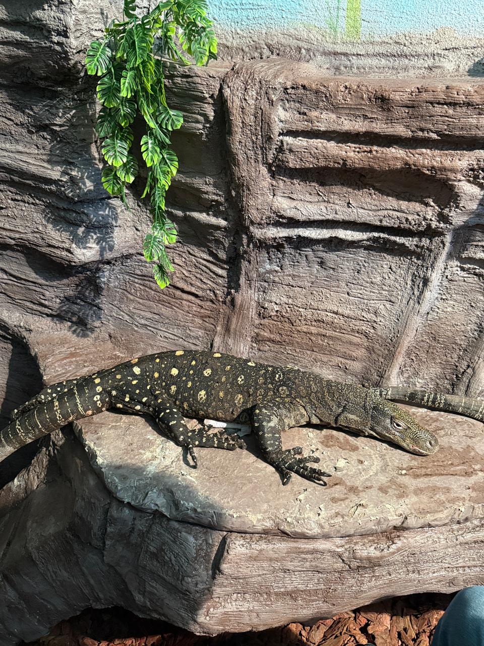 Алматыға қолтырауын-кесіртке әкелінді