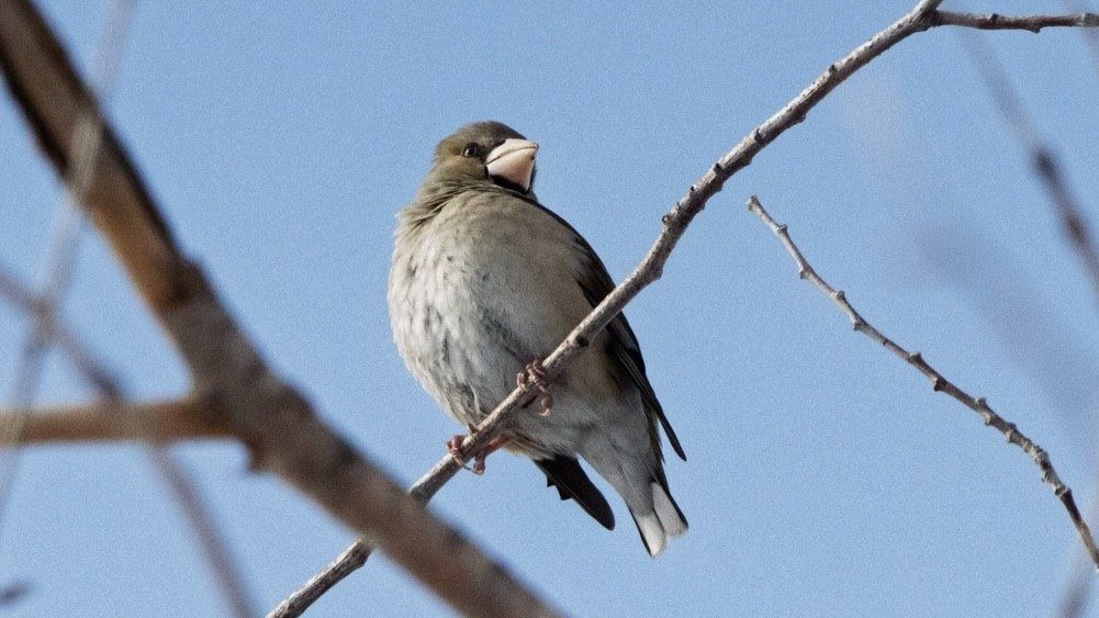 Ертіс орманында құстың 90 түрі бар